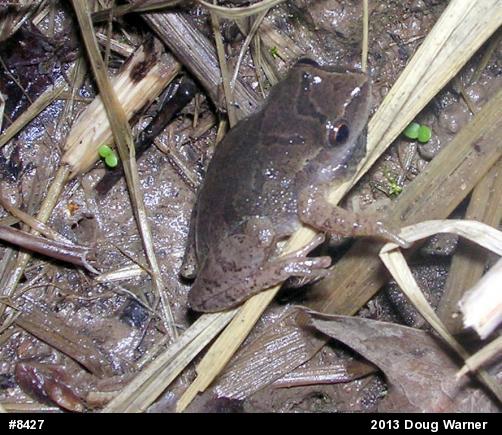 Spring Peeper