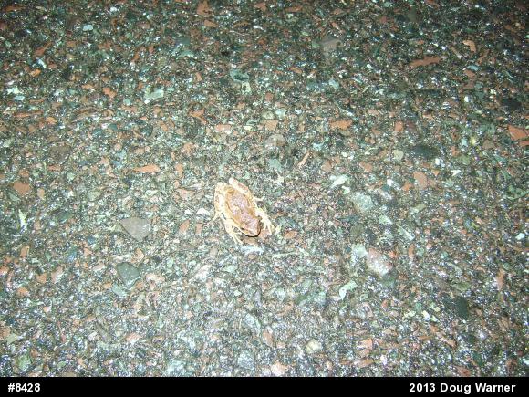 Spring Peeper
