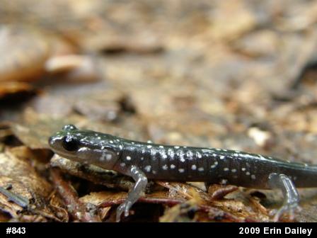 Northern Slimy Salamander