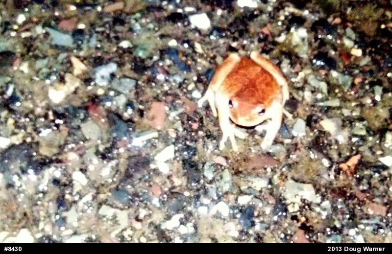 Spring Peeper