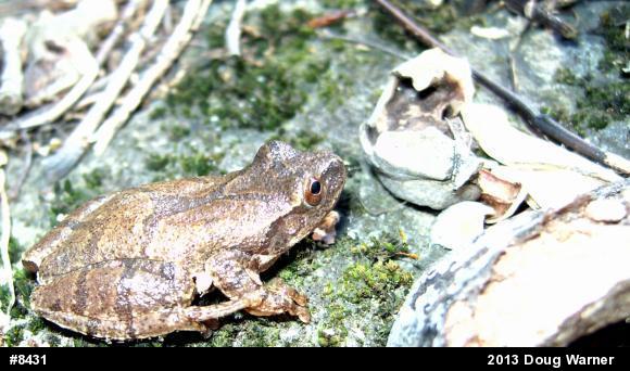 Spring Peeper