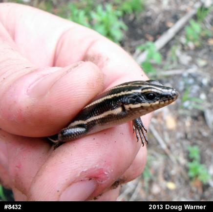 Common Five-lined Skink
