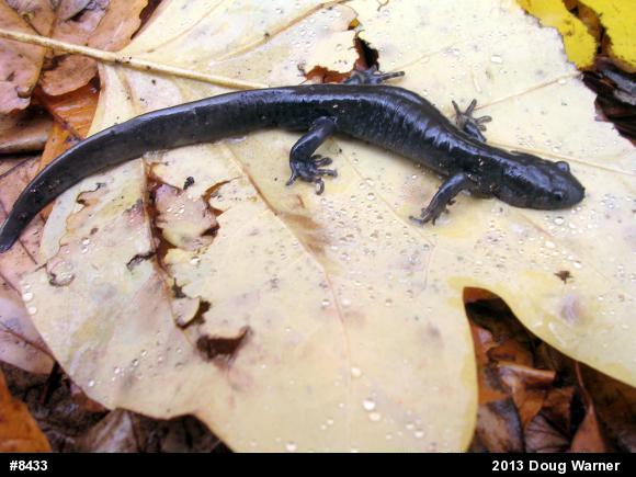 Jefferson Salamander