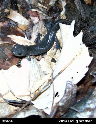 Jefferson Salamander