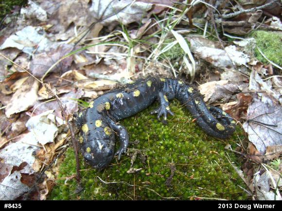 Spotted Salamander