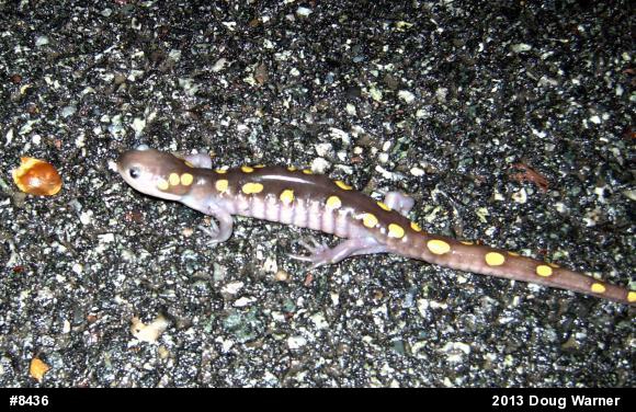Spotted Salamander