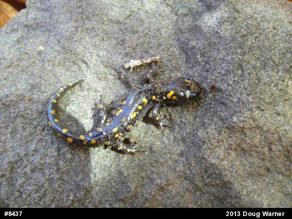Spotted Salamander