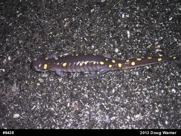 Spotted Salamander