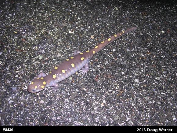 Spotted Salamander