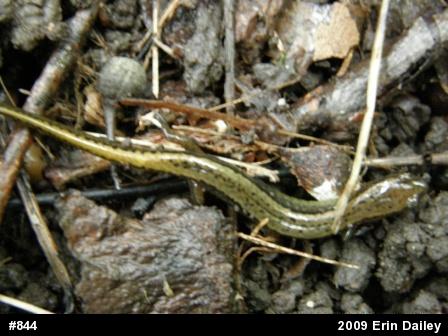 Northern Two-lined Salamander