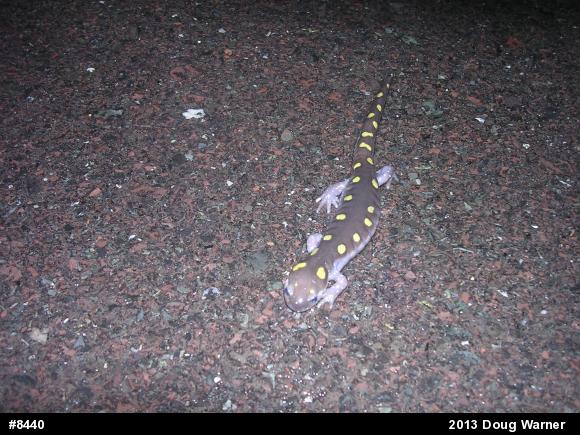 Spotted Salamander
