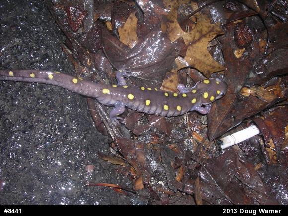 Spotted Salamander