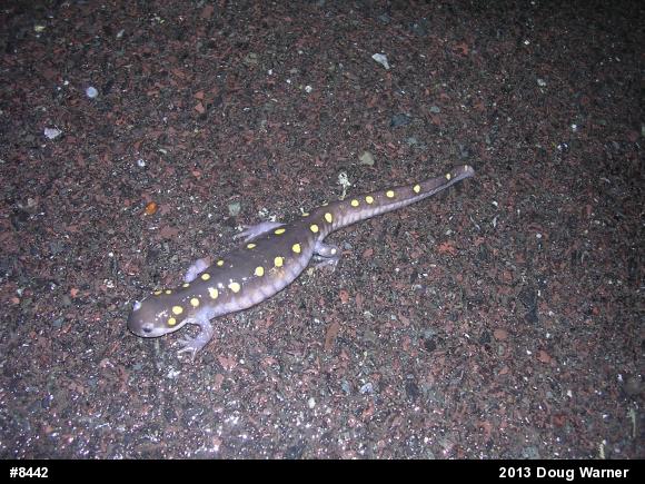 Spotted Salamander