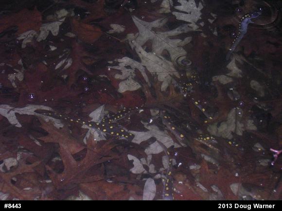 Spotted Salamander