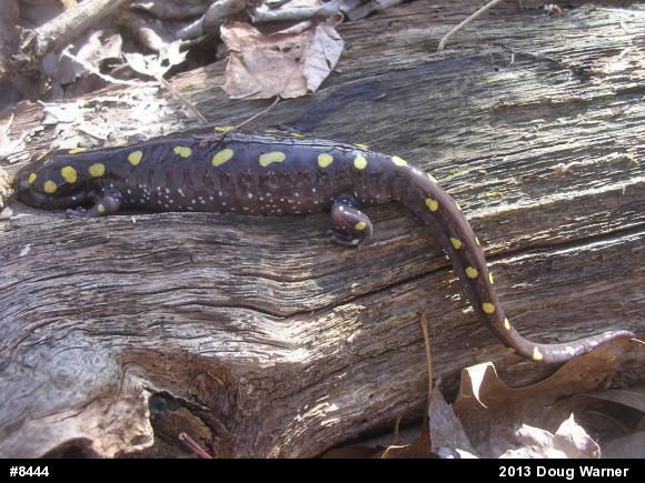 Spotted Salamander