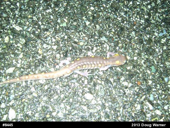Spotted Salamander