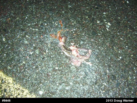Spotted Salamander