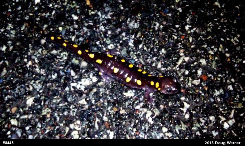 Spotted Salamander