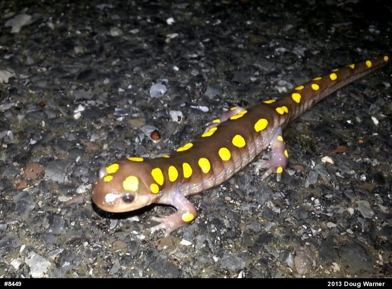Spotted Salamander