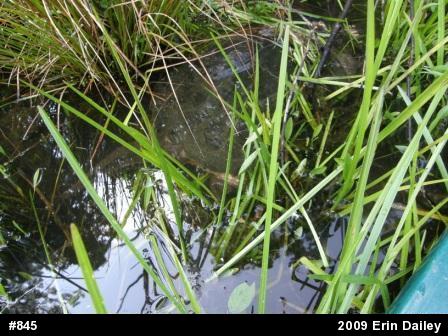 Snapping Turtle