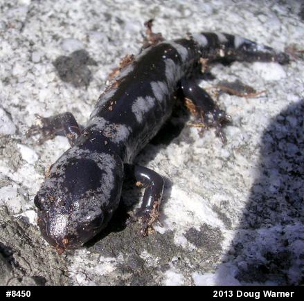 Marbled Salamander