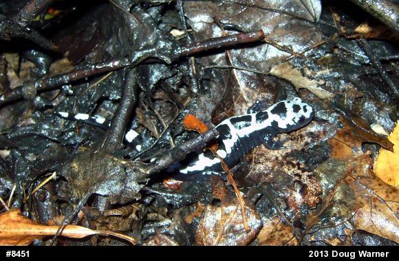 Marbled Salamander