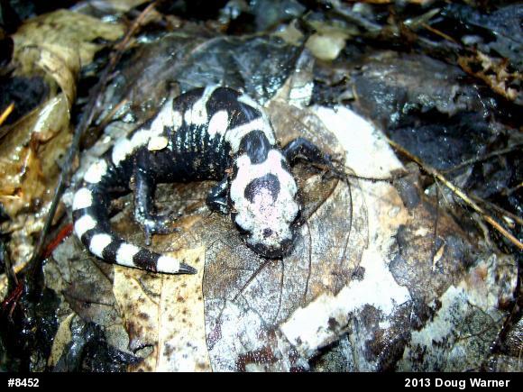 Marbled Salamander