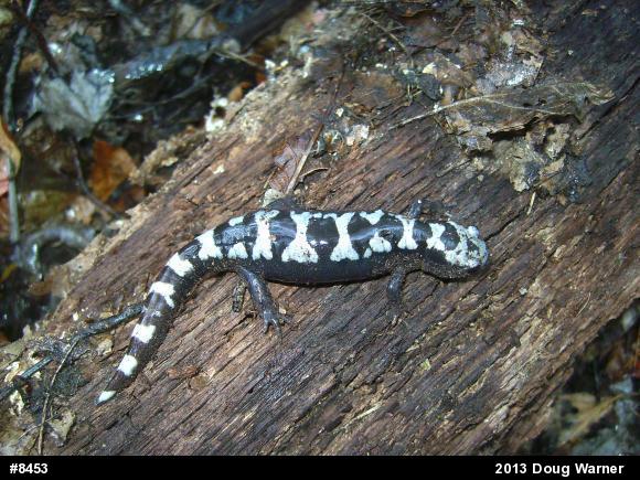 Marbled Salamander