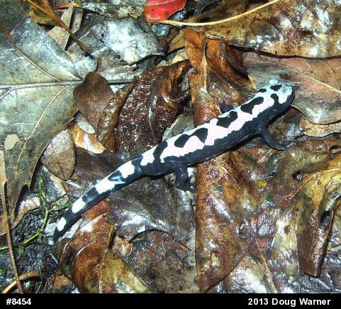 Marbled Salamander