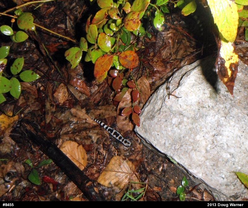 Marbled Salamander