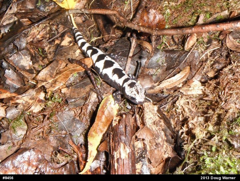 Marbled Salamander