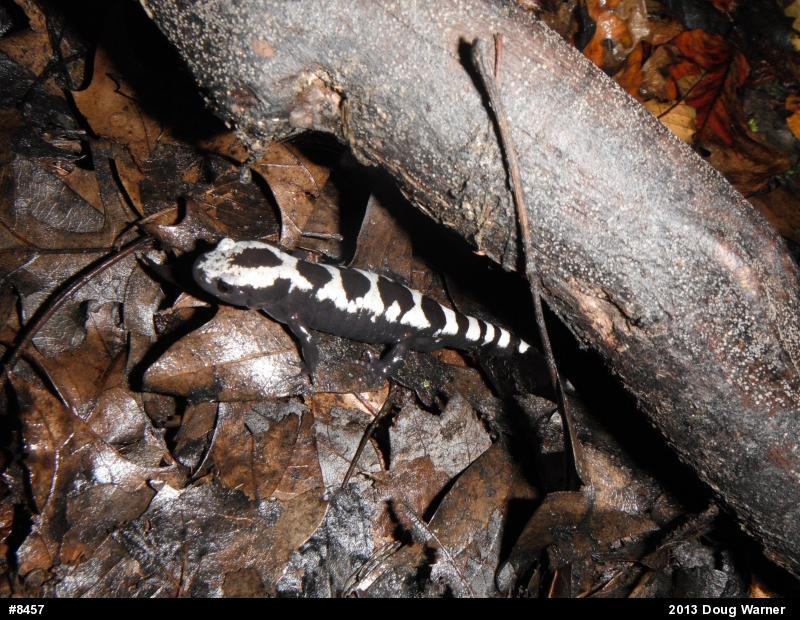 Marbled Salamander