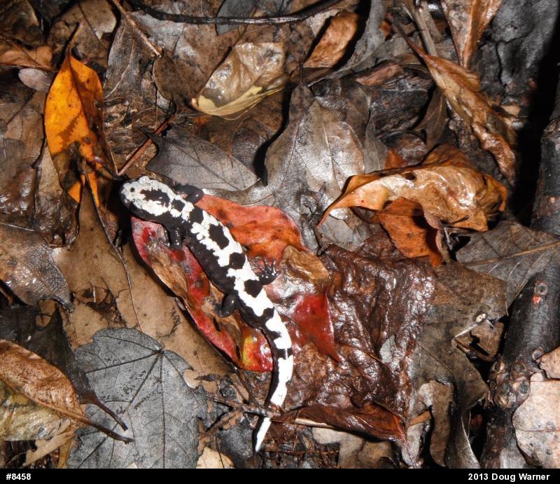 Marbled Salamander