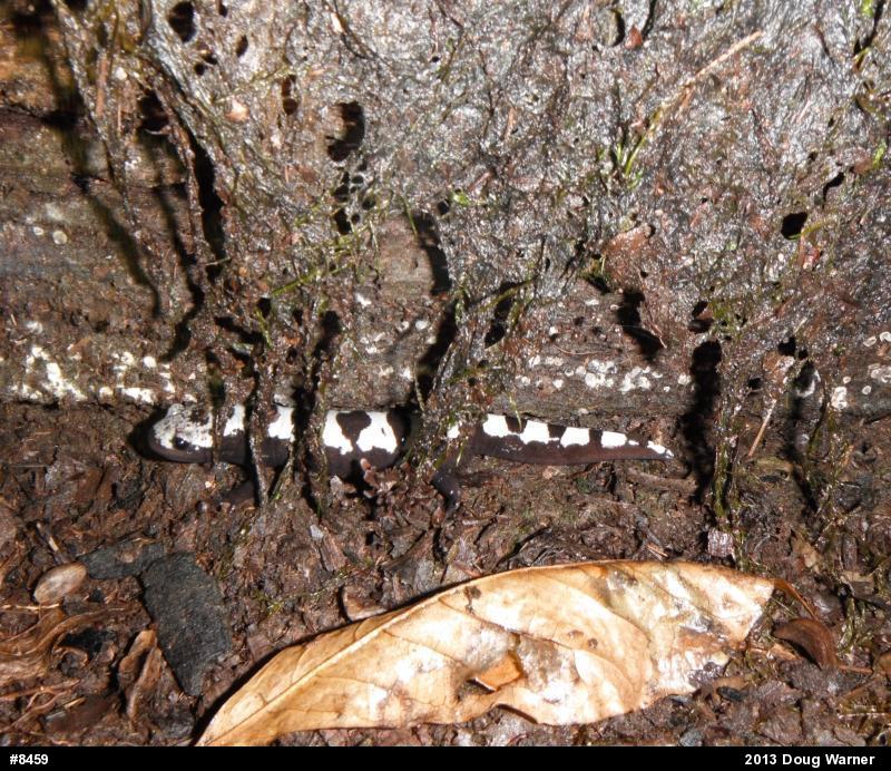 Marbled Salamander