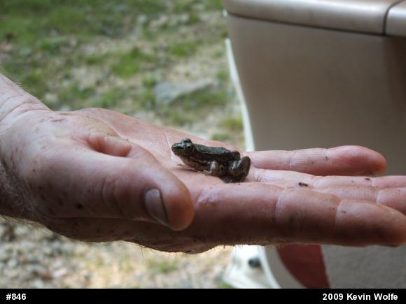 Green Frog