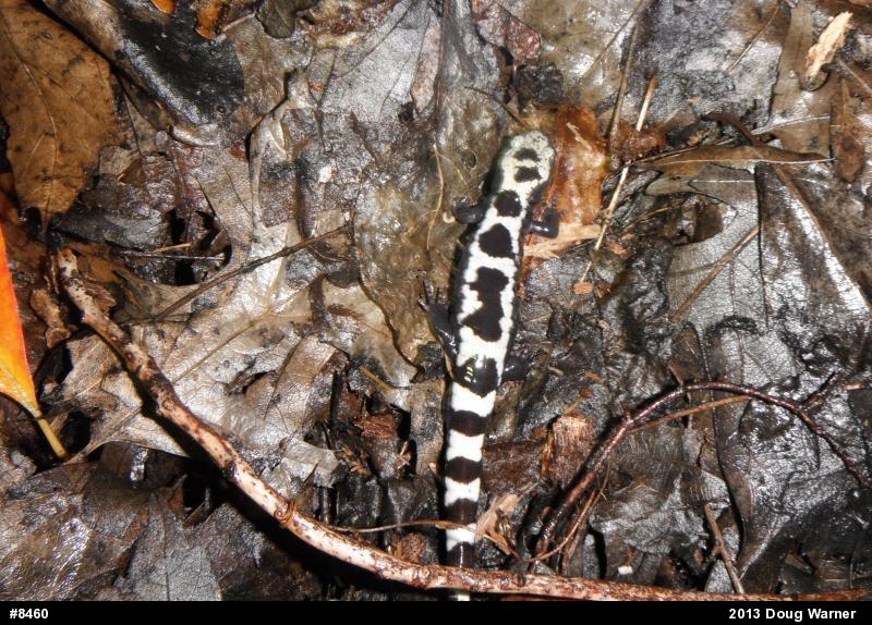 Marbled Salamander