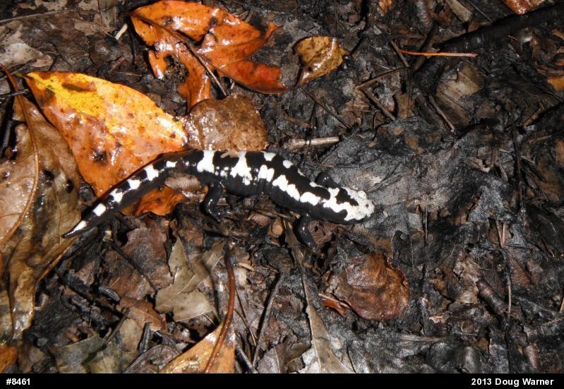 Marbled Salamander