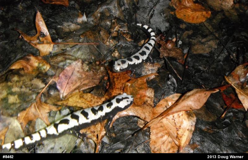 Marbled Salamander