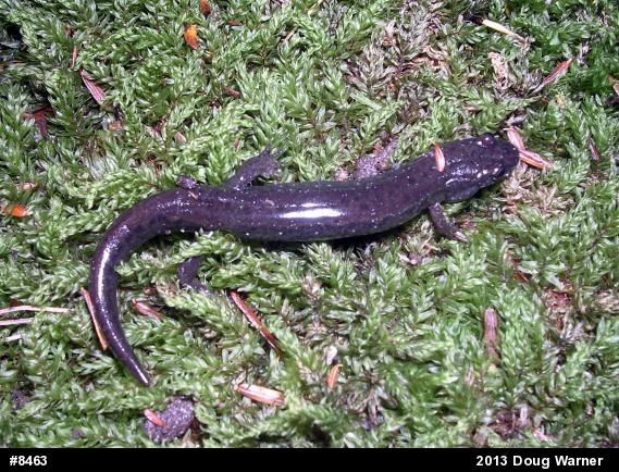 Northern Dusky Salamander