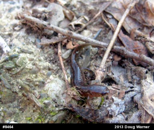 Northern Dusky Salamander