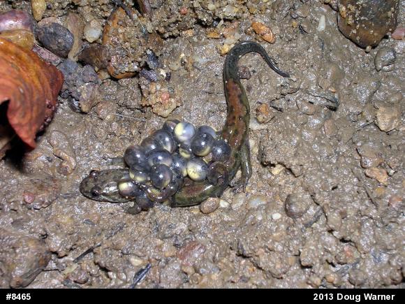 Northern Dusky Salamander