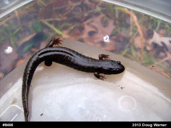 Northern Dusky Salamander