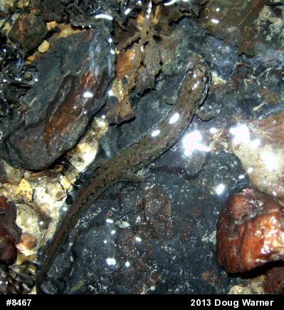 Northern Dusky Salamander