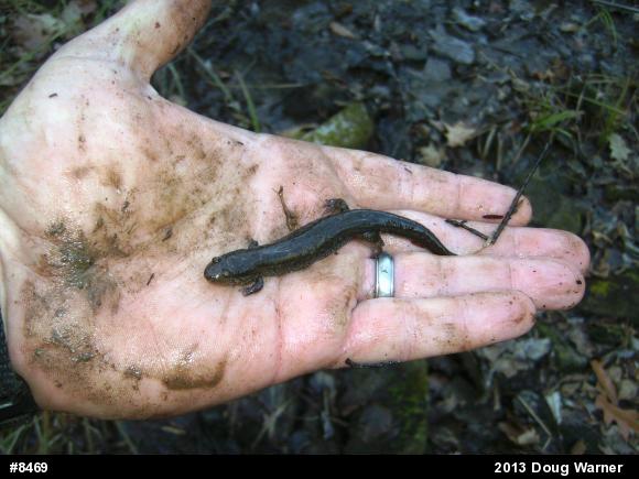 Northern Dusky Salamander