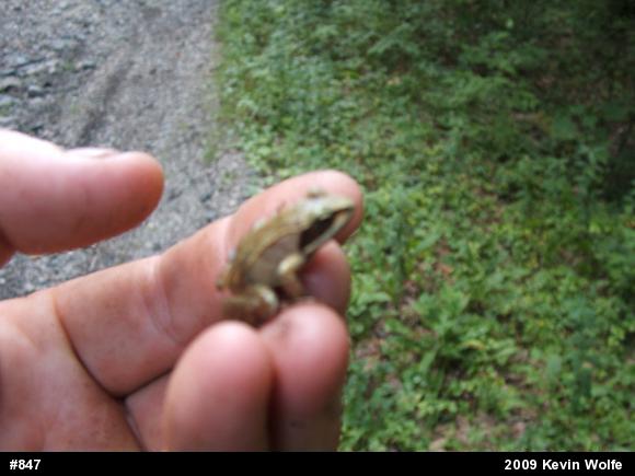 Wood Frog