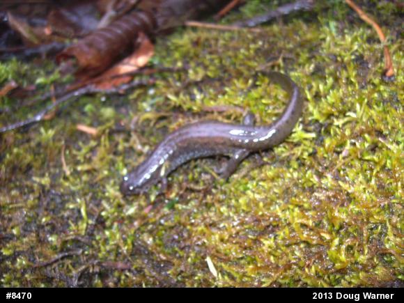 Northern Dusky Salamander