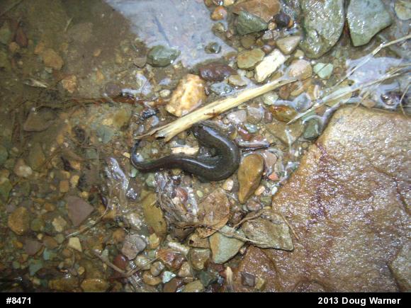 Northern Dusky Salamander