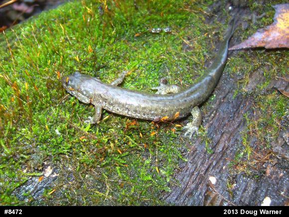 Northern Dusky Salamander