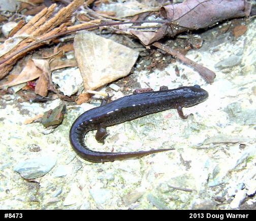 Northern Dusky Salamander