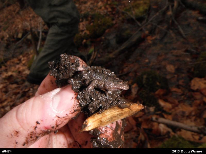 Northern Dusky Salamander